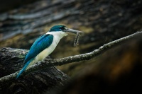 Lednacek promenlivy - Todiramphus chloris - Collared Kingfisher 9699